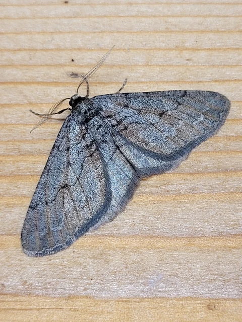 Agriopis bajaria - kökény-téliaraszoló