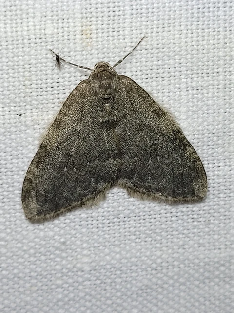 Epirrita christyi/dilutata