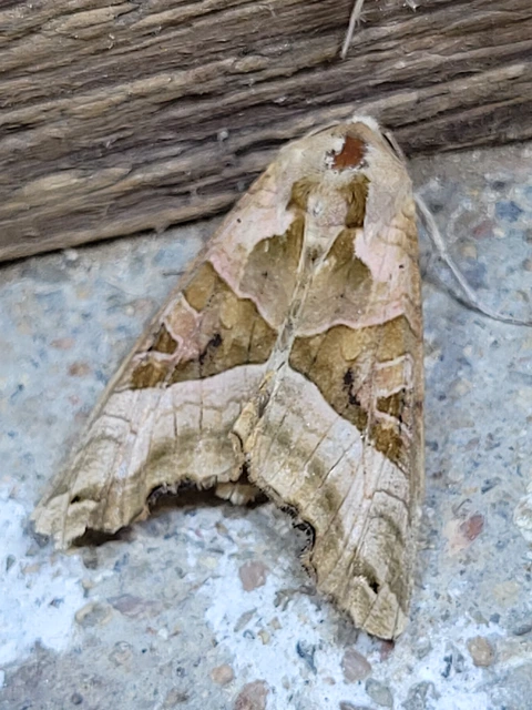 Phlogophora meticulosa - vándorló csipkésbagoly