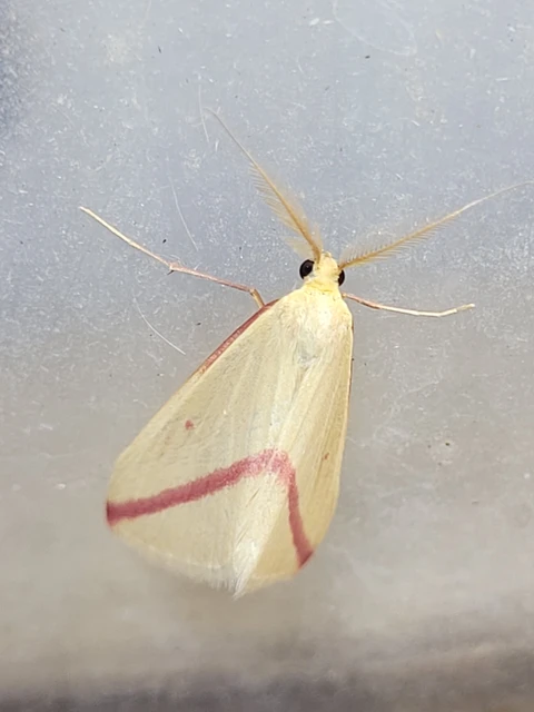 Rhodometra sacraria - rózsacsíkos araszoló