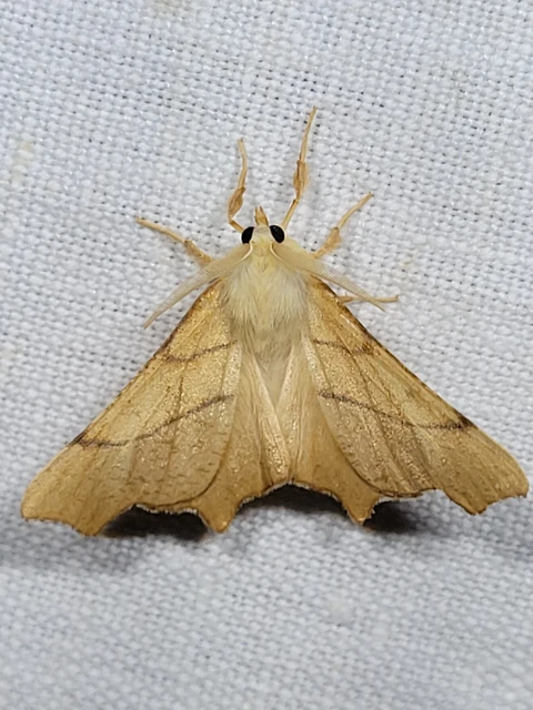 Ennomos erosaria - hársfa-levélaraszoló