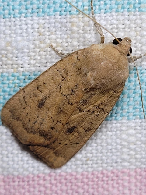 Noctua interjecta - zömök sárgafűbagoly