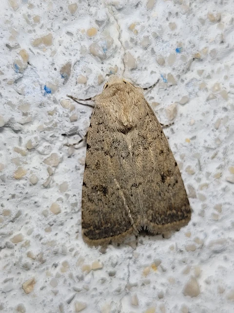 Paradrina clavipalpis - közönséges selymesbagoly