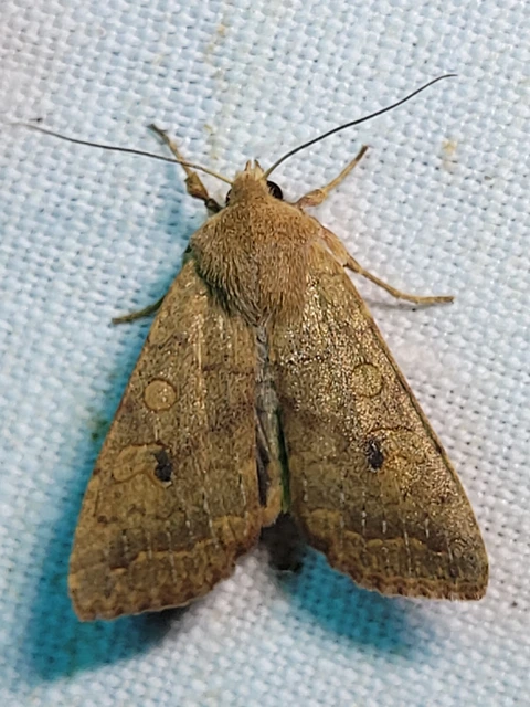 Sunira circellaris - okkersárga őszibagoly