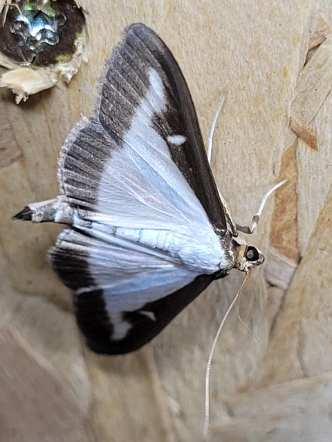 Cydalima perspectalis - puszpáng-tűzmoly
