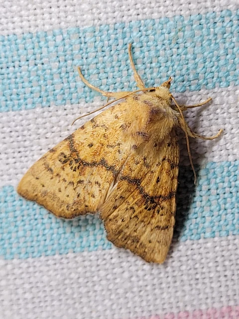 Tiliacea sulphurago - kénes sárgabagoly