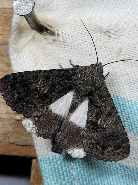 Anophia leucomelas - déli folyófűbagoly