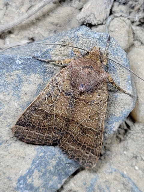 Anchoscelis nitida - rozsdabarna őszibagoly