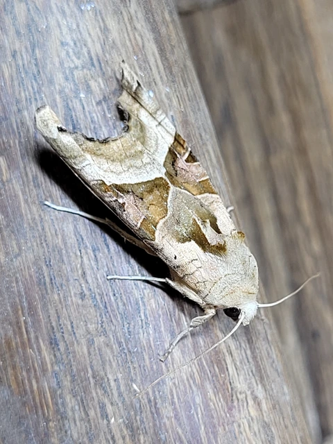 Phlogophora meticulosa - vándorló csipkésbagoly
