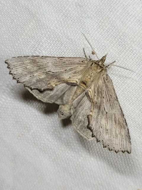 Pterostoma palpina - csőrös púposszövő