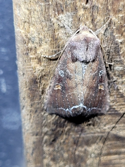 Lacanobia oleracea - saláta-kertibagoly