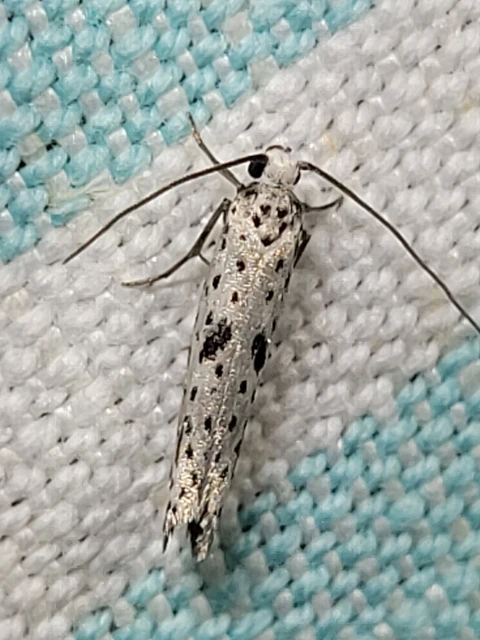 Yponomeuta plumbella - pókhálós bengemoly