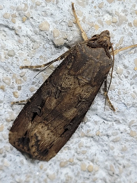 Agrotis ipsilon - nagy földibagoly