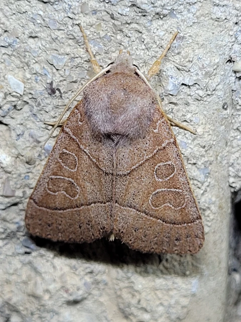 Mesogona acetosellae - madársóskabagoly