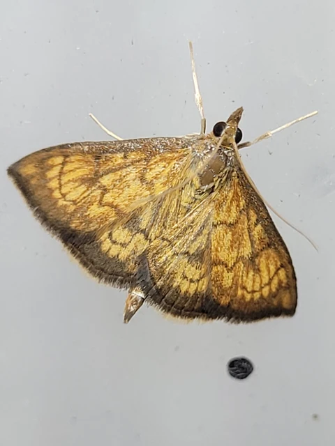 Ecpyrrhorrhoe rubiginalis - rozsdavörös tűzmoly