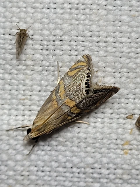 Euchromius bella - cifra mozaikmoly