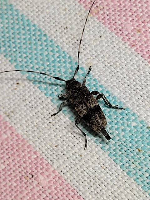 Acanthocinus griseus - szürke daliáscincér