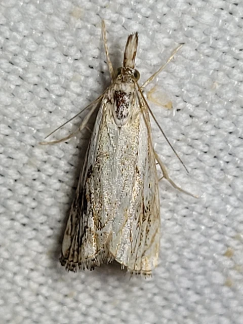 Catoptria falsella - hálós fűgyökérmoly