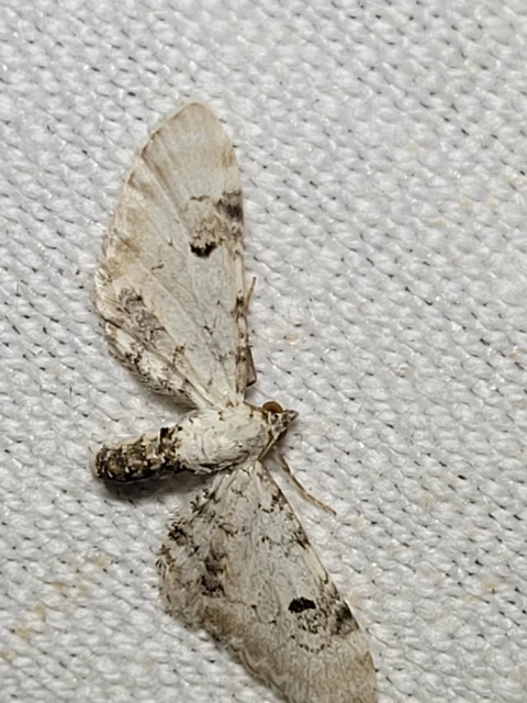 Eupithecia centaureata - búzavirág-törpearaszoló