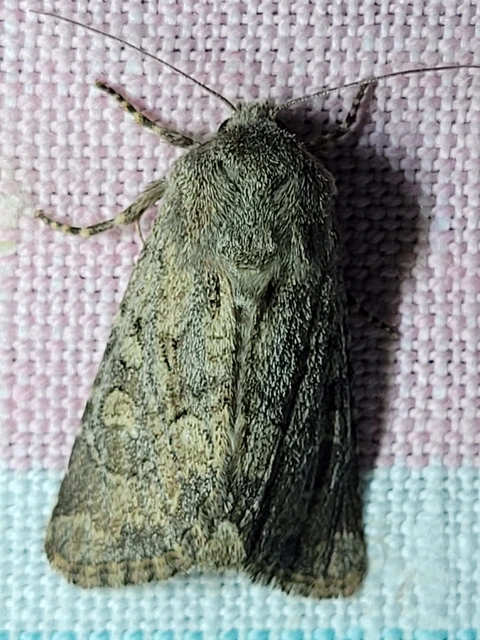 Luperina testacea - barnás szürkebagoly