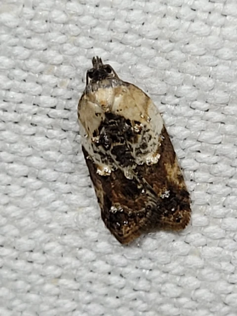 Acleris variegana - tarka levélmoly