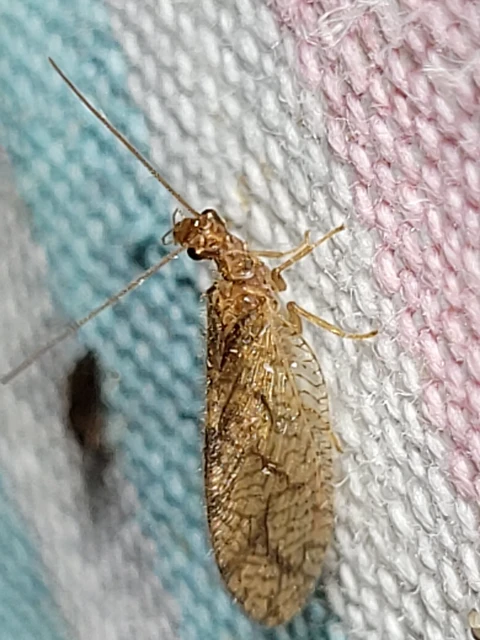 Neuroptera - Recésszárnyúak Neuroptera - Recésszárnyúak
