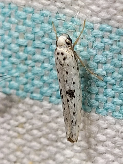 Yponomeuta plumbella - pókhálós bengemoly