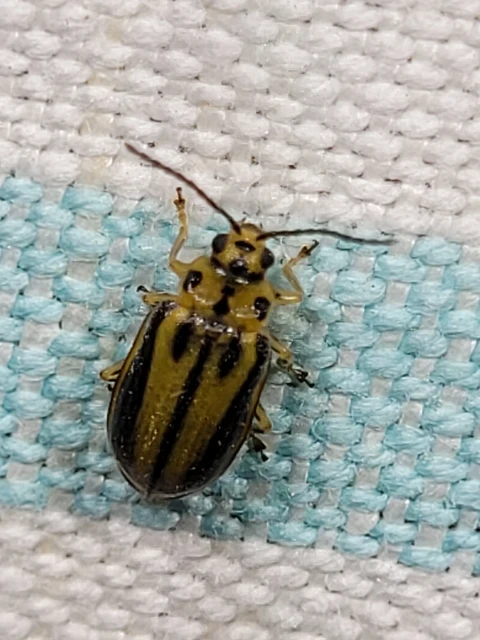 Xanthogalerucella luteola - szilfa-olajosbogár