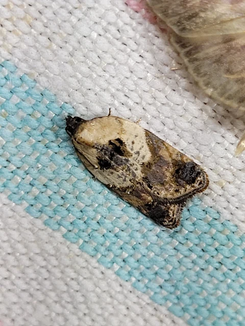 Acleris variegana - tarka levélmoly
