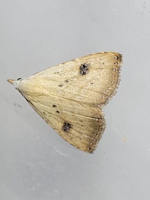 Rivula sericealis - selymes lórombagoly