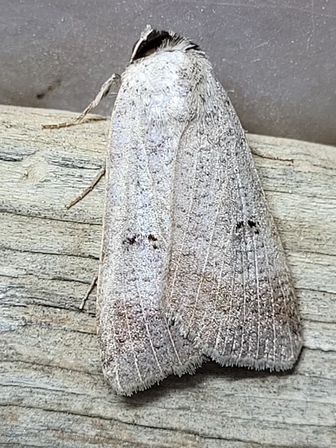 Lygephila craccae - gyakori csüdfűbagoly
