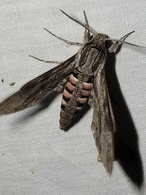 Agrius convolvuli - szulákszender