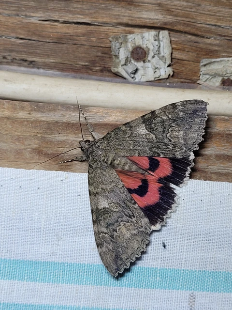 Catocala nupta - piros övesbagoly