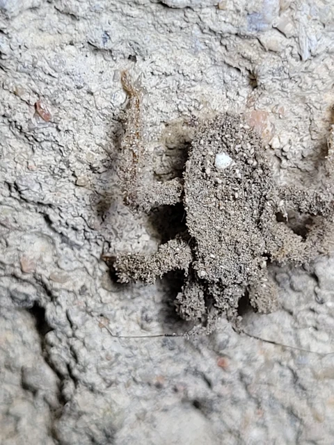 Reduvius personatus - szemetes zugpoloska