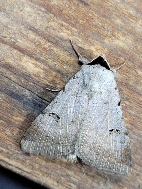 Lygephila craccae - gyakori csüdfűbagoly