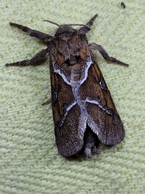 Triodia sylvina - kis gyökérrágólepke