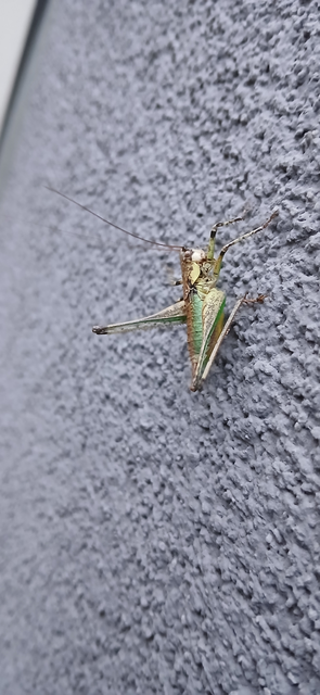 Rhacocleis annulata