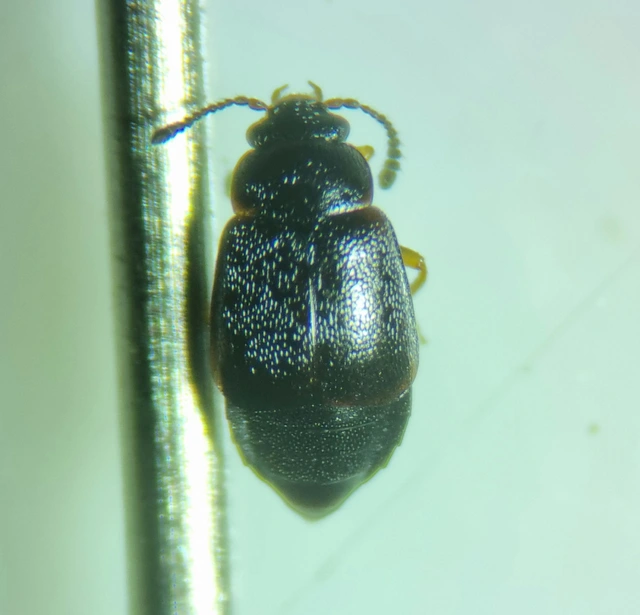 Proteinus brachypterus - közönséges sutaholyva
