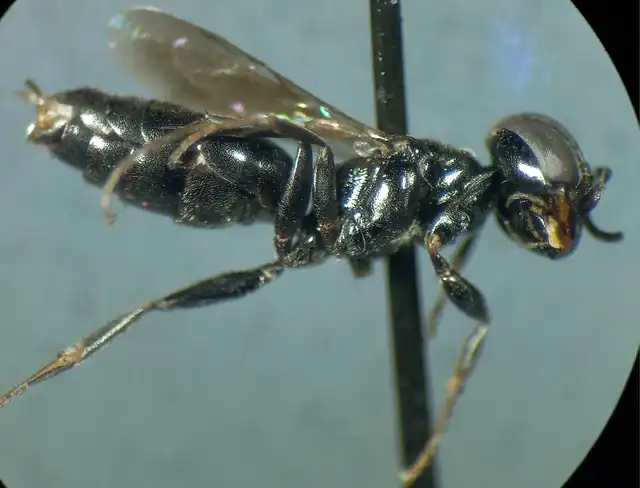 Miscophus ater