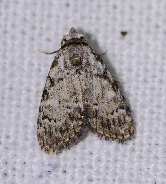 Meganola strigula - hamvas pamacsosszövő