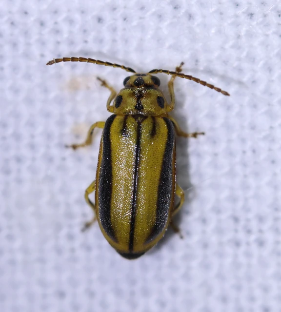 Xanthogalerucella luteola - szilfa-olajosbogár