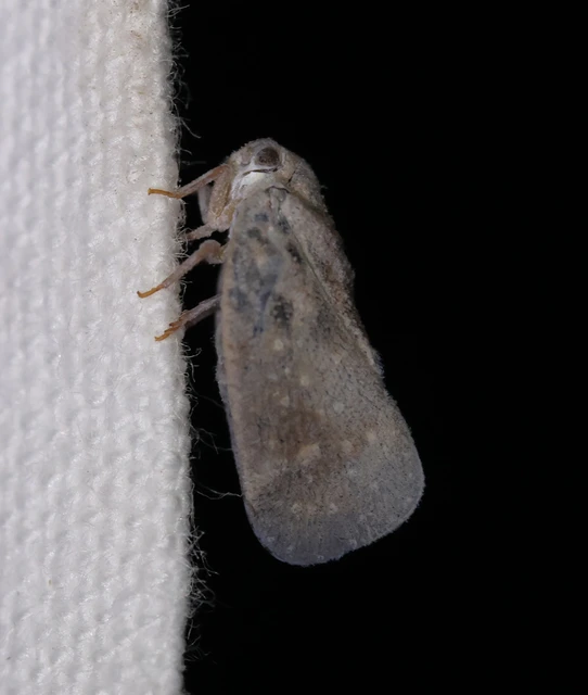 Metcalfa pruinosa - amerikai lepkekabóca