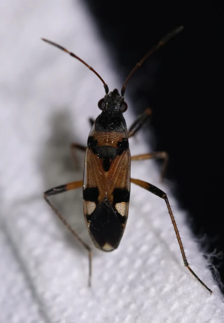 Beosus quadripunctatus - pettyes homokibodobács