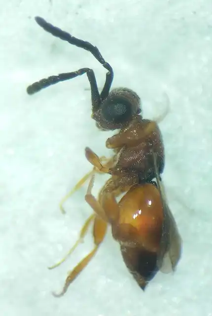 Ceraphron bispinosus