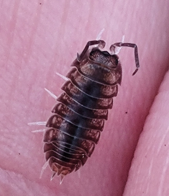 Cylisticus convexus - álgömbászka