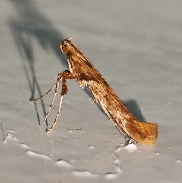 Caloptilia falconipennella - égergöngyölő keskenymoly