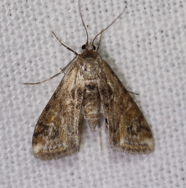Cataclysta lemnata - békalencsemoly