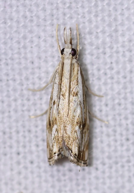 Catoptria falsella - hálós fűgyökérmoly