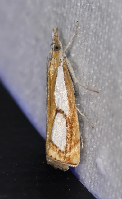 Catoptria