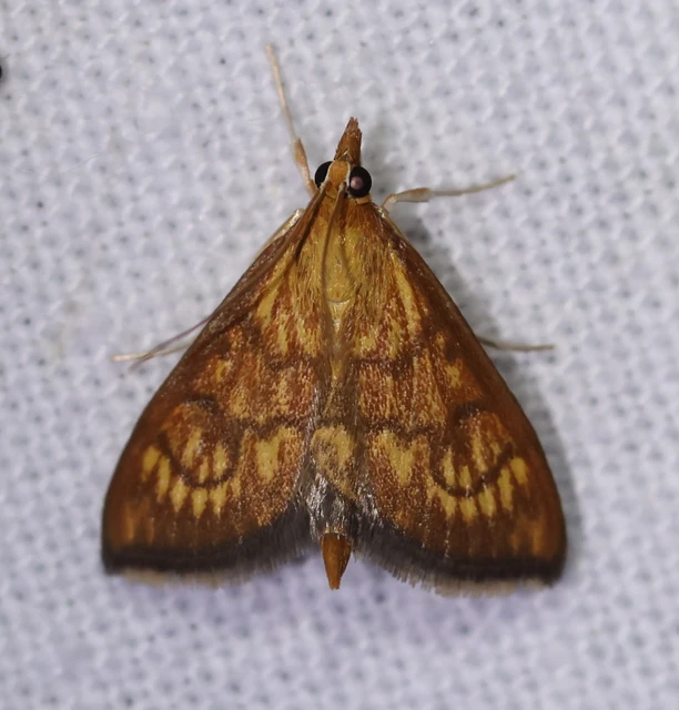 Ecpyrrhorrhoe rubiginalis - rozsdavörös tűzmoly